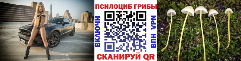 Галлюциногенные грибы Psilocybine cubensis  Купить  Старица 